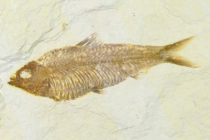 Detailed Fossil Fish (Knightia) - Wyoming #155503